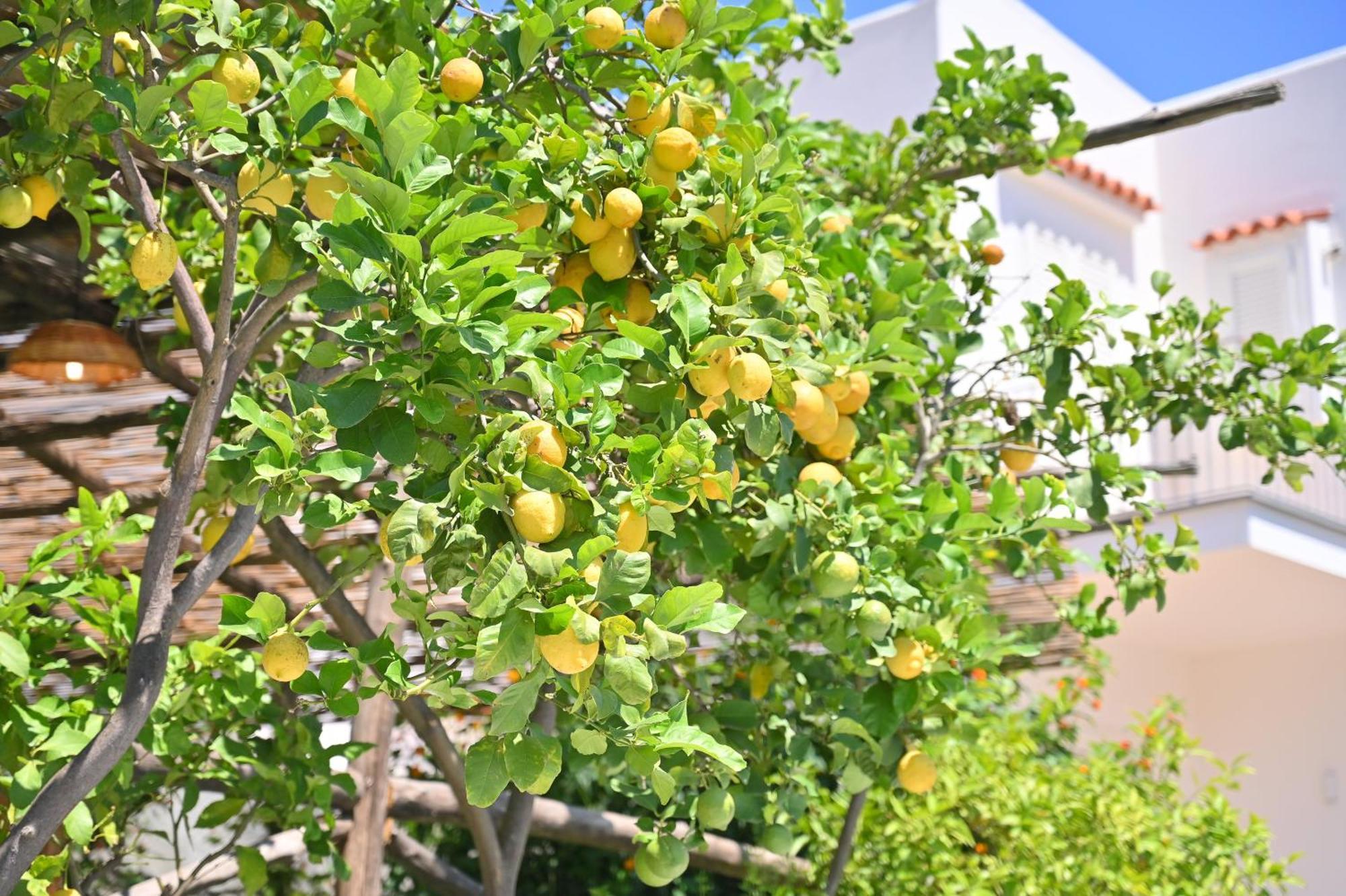 La Rosa - Luxury B&B Ischia Eksteriør billede
